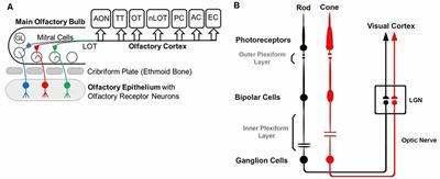 Cannabinoids Regulate Sensory Processing in Early Olfactory and Visual Neural Circuits